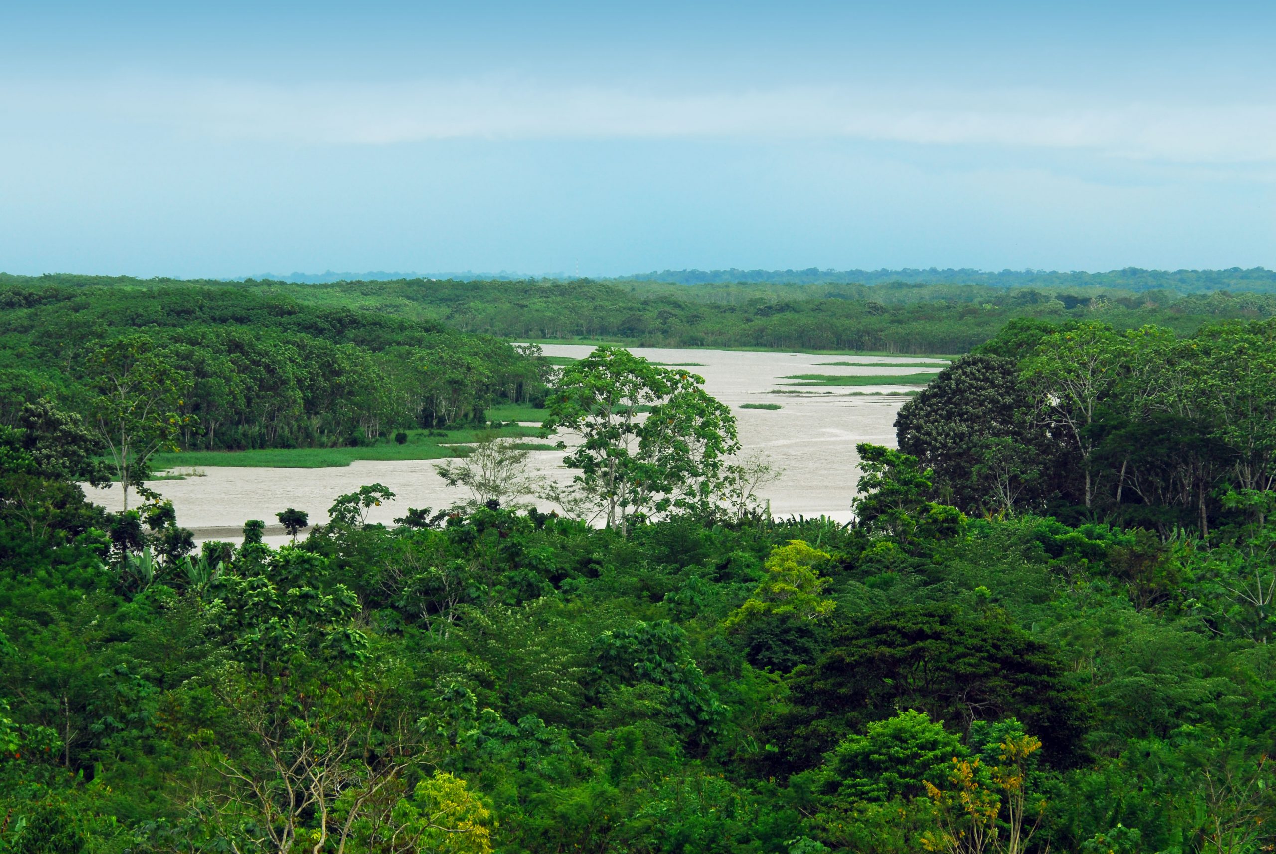 Долина Амазонии растительность