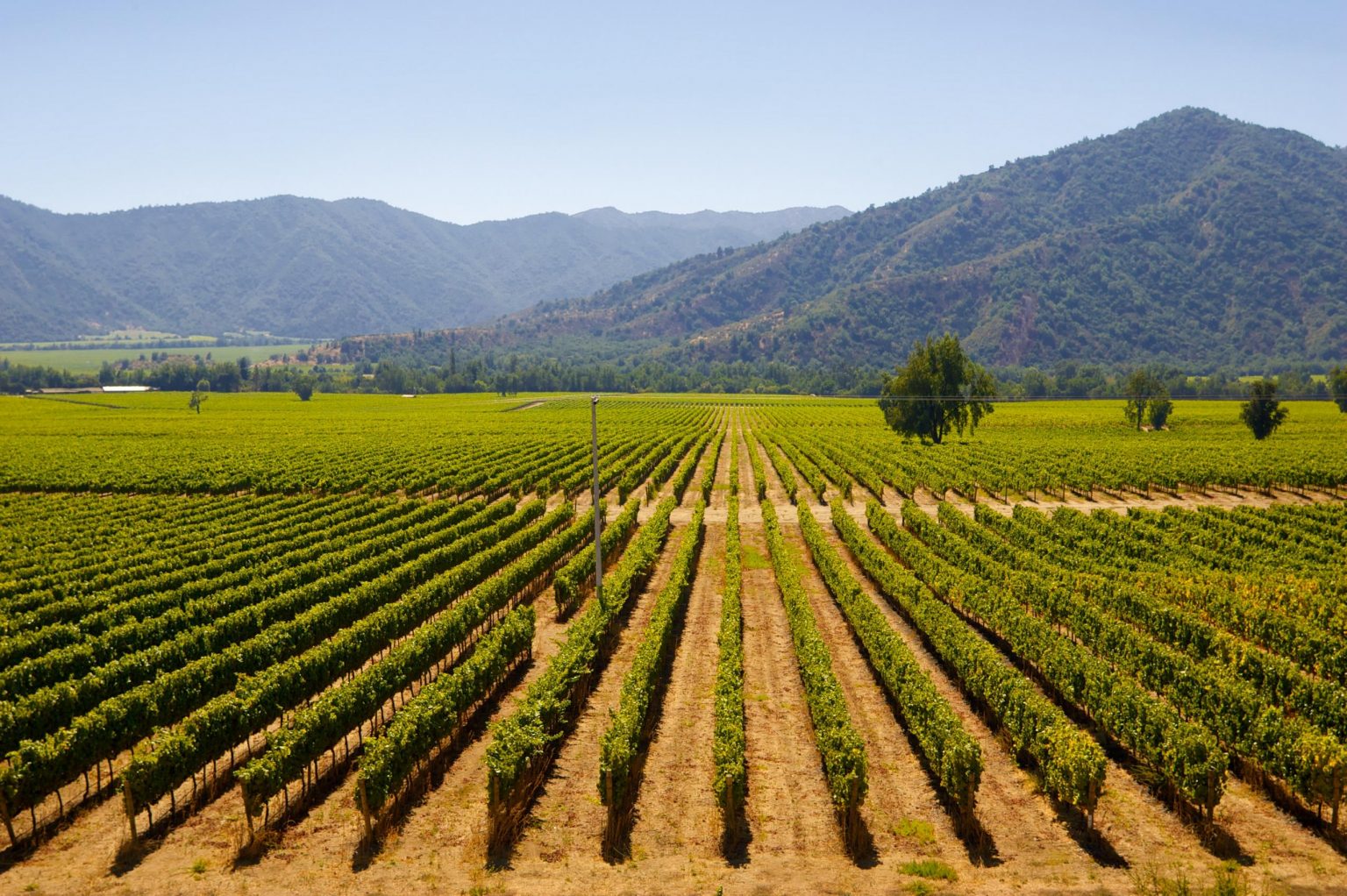 Chile's Central Valley Explore Wineries & Valparaiso Travel Just 4U